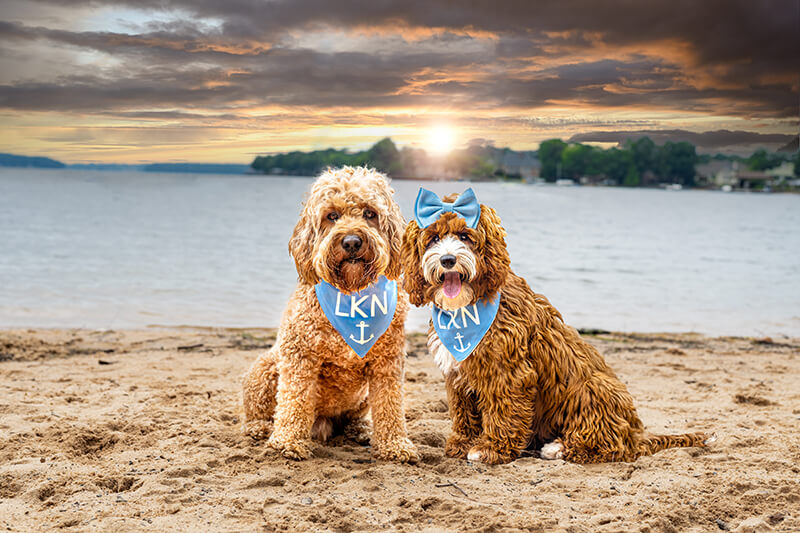 10 Best Places to Bring Your Dog Around Lake Norman