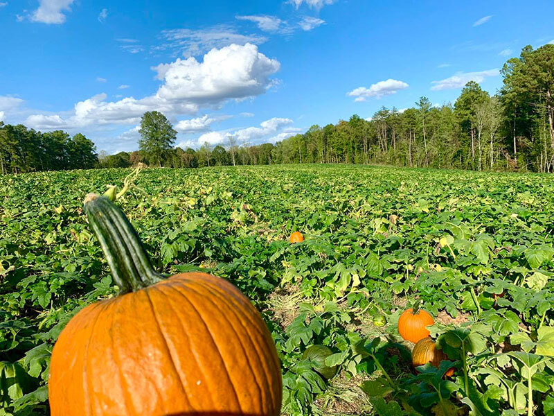 Carrigan Farms pumpkin patch